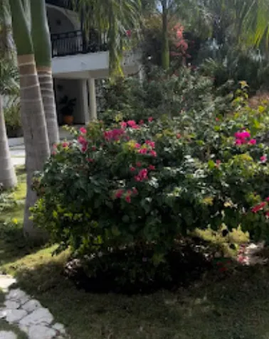 Flowers care in Saint Catherine