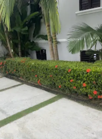 Hedge trimming in Trelawny