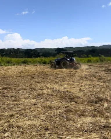 Land clearing in Jamaica