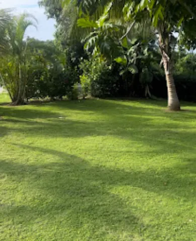Lawn cutting in Kingston