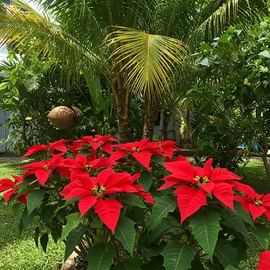 Poinsettias blooming in a Jamaican yard