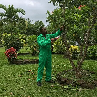 Trimming branches in Jamaica before hurricane season