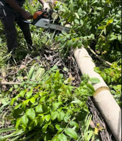 Tree cutting in Westmoreland