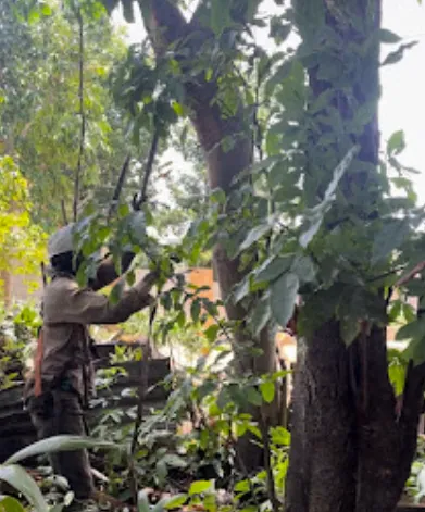 Tree trimming in Montego Bay